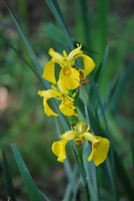 Iris pseudacorus - žlutý kosatec - květy
